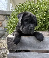 Indie, a female Chinese Shar-Pei and Cocker Spaniel for sale in Middlebury, IN – Photo 2 of 5