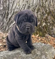 Indie, a female Chinese Shar-Pei and Cocker Spaniel for sale in Middlebury, IN – Photo 1 of 4