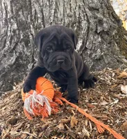 Indie, a female Chinese Shar-Pei and Cocker Spaniel for sale in Middlebury, IN – Photo 3 of 4