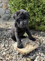 Indie, a female Chinese Shar-Pei and Cocker Spaniel for sale in Middlebury, IN – Photo 4 of 5