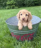 Rhea, a female Dachshund for sale in Middlebury, IN – 3 of 5