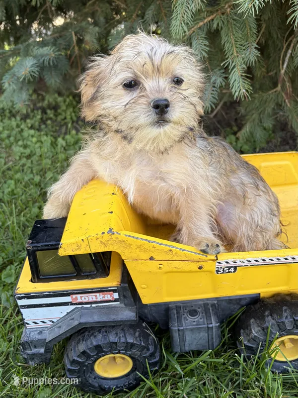 Albert – Morkie puppy for sale in Middlebury, IN