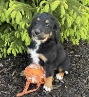 Boone, a male Bernedoodle for sale in Middlebury, IN – Photo 3 of 4