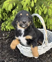 Boone, a male Bernedoodle for sale in Middlebury, IN – Photo 2 of 4