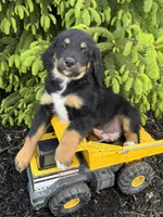 Boone, a male Bernedoodle for sale in Middlebury, IN – Photo 4 of 4