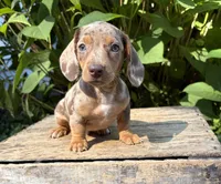 Fizzle, a male Dachshund for sale in Middlebury, IN – 4 of 5