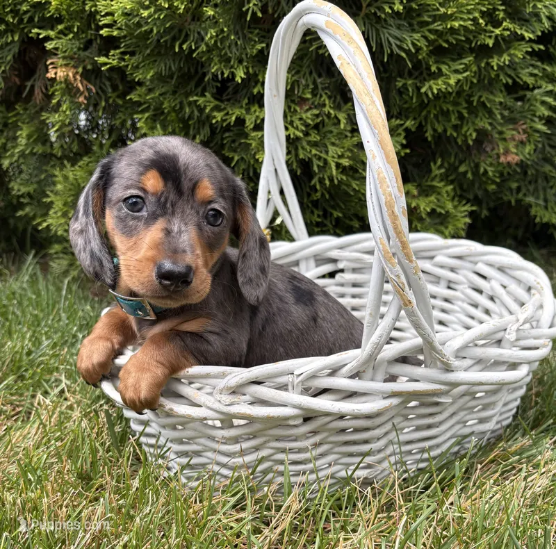 Sullivan – Dachshund puppy for sale in Middlebury, IN