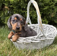 Sullivan, a male Dachshund for sale in Middlebury, IN – 1 of 5