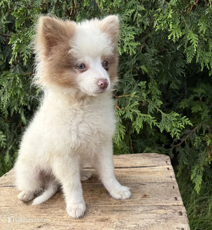 Oliver – Pomeranian puppy for sale in Middlebury, IN