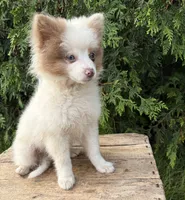 Oliver, a male Pomeranian for sale in Middlebury, IN – 1 of 5