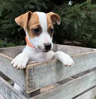 Riley, a male Jack Russell Terrier for sale in Middlebury, IN – 2 of 5
