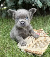 Darcy fluffy, a female French Bulldog for sale in Middlebury, IN – 4 of 5
