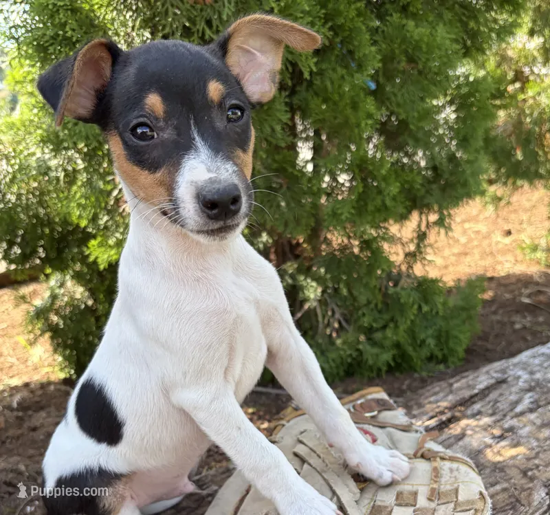 Sam – Jack Russell Terrier, Rat Terrier puppy for sale in Middlebury, IN