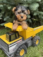Jax , a male Yorkshire Terrier for sale in Middlebury, IN – 2 of 4