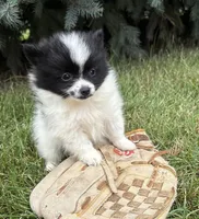 Fiona, a female Pomeranian for sale in Middlebury, IN – 3 of 4