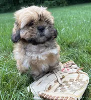Juniper , a female Shih Tzu for sale in Middlebury, IN – 5 of 5