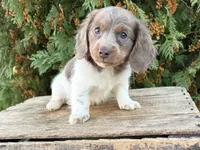 Calihan, a male Miniature Dachshund for sale in Middlebury, IN – 3 of 5