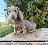 Boone, a male Miniature Dachshund for sale in Middlebury, IN – 3 of 5