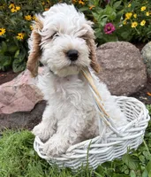 Jenson, a male Cockapoo for sale in Middlebury, IN – 2 of 5