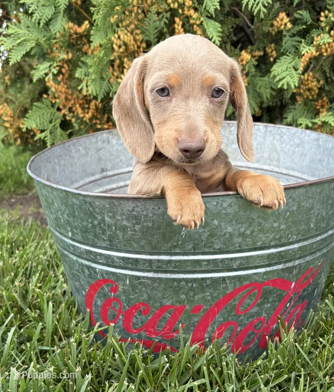 Boone – Miniature Dachshund puppy for sale in Middlebury, IN