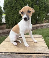 Stella, a female Jack Russell Terrier and Rat Terrier for sale in Middlebury, IN – 5 of 5