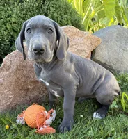 Ellie, a female Great Dane for sale in Middlebury, IN – 4 of 4