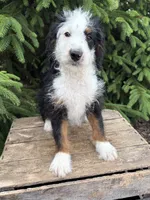 Dexter , a male Bernedoodle for sale in Middlebury, IN – 2 of 4