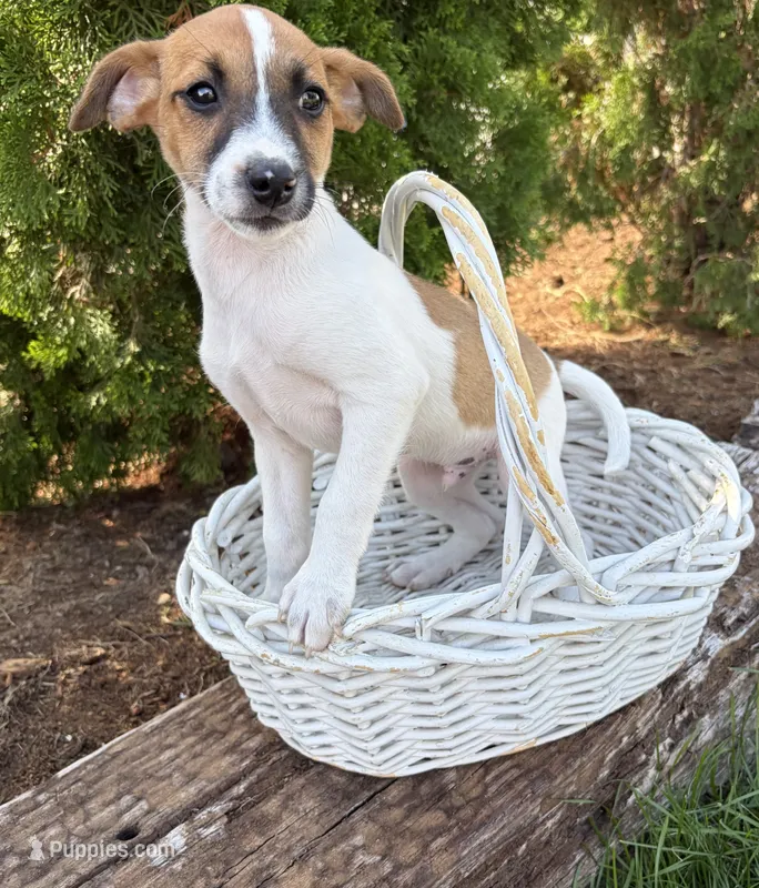 Silas – Jack Russell Terrier, Rat Terrier puppy for sale in Middlebury, IN
