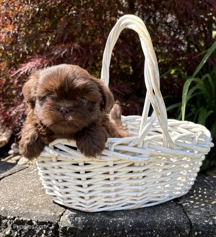 Leo – Shih Tzu puppy for sale in Middlebury, IN