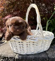 Leo, a male Shih Tzu for sale in Middlebury, IN – 1 of 4