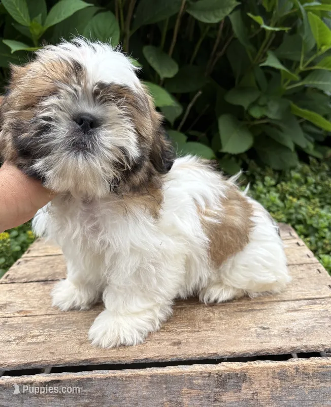 Jinx – Shih Tzu puppy for sale in Middlebury, IN