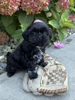 Kipp , a male Shih Tzu for sale in Middlebury, IN – 2 of 4