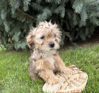 Ace, a male Morkie for sale in Middlebury, IN – 3 of 5