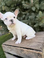 Leo, a male French Bulldog for sale in Middlebury, IN – 3 of 5
