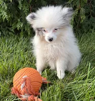 Olaf, a male Pomeranian for sale in Middlebury, IN – 3 of 4