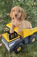 Briggs, a male Dachshund for sale in Middlebury, IN – 3 of 4
