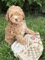 Phoenix , a male Poodle - Miniature  for sale in Middlebury, IN – 3 of 4