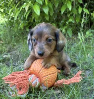 Romeo, a female Dachshund for sale in Middlebury, IN – 3 of 5