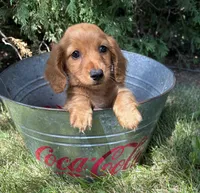 Pumpkin , a female Miniature Dachshund for sale in Middlebury, IN – 4 of 5