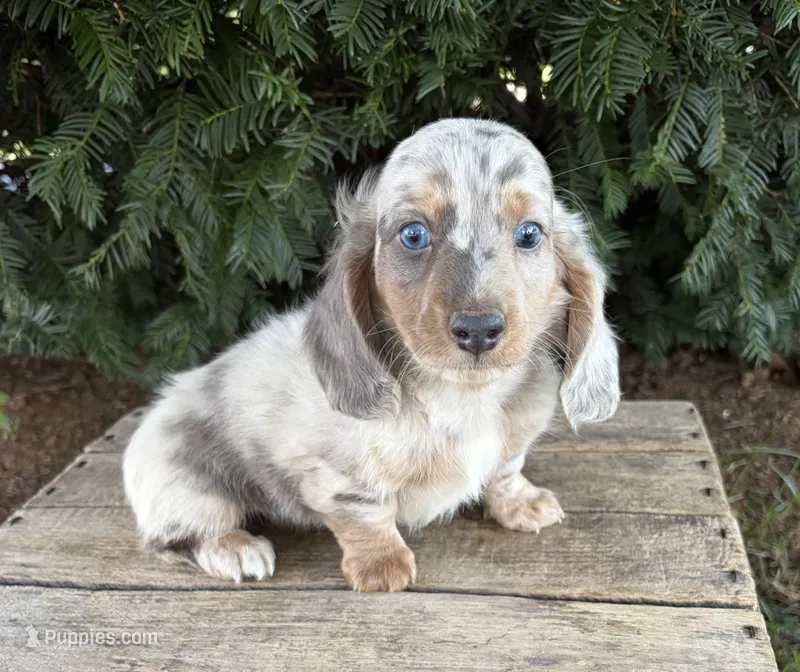 Jax – Dachshund puppy for sale in Middlebury, IN