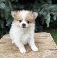 Knox , a male Pomeranian for sale in Middlebury, IN – 3 of 3