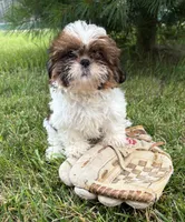 Tyler , a male Shih Tzu for sale in Middlebury, IN – 3 of 4