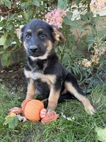 Demi, a female German Shepherd Dog for sale in Middlebury, IN – 5 of 5