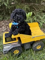 Austin, a male Havapoo for sale in Middlebury, IN – 3 of 4