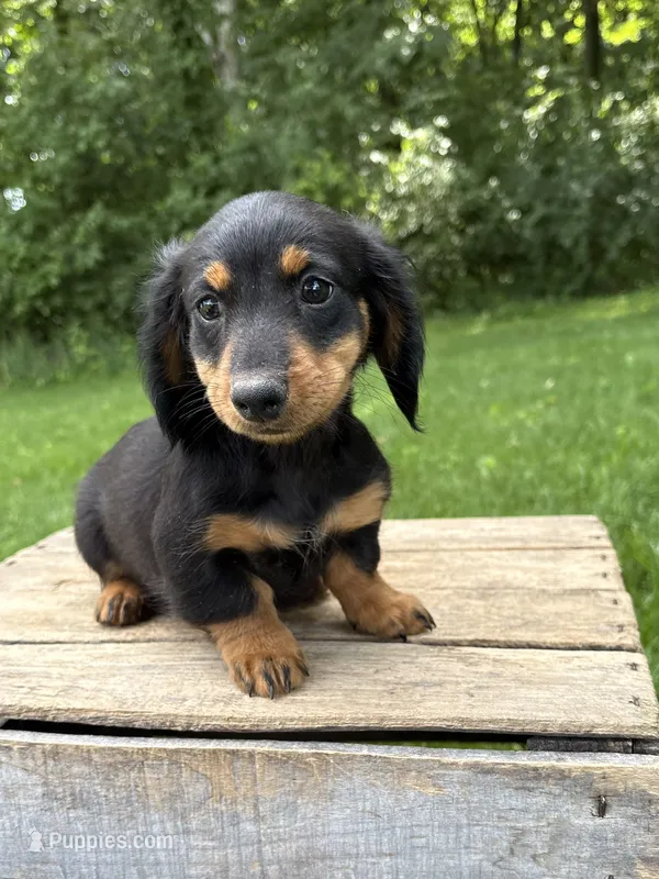 Rune – Dachshund puppy for sale in Middlebury, IN