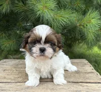 Tyler , a male Shih Tzu for sale in Middlebury, IN – 3 of 5