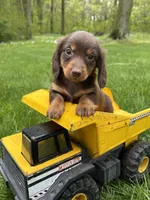 Hosea, a male Dachshund for sale in Middlebury, IN – 1 of 4