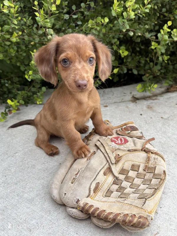 Laker – Miniature Dachshund puppy for sale in Middlebury, IN