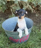 Rocco, a male Rat Terrier for sale in Middlebury, IN – 3 of 5