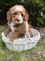 Zeke, a male Cockapoo for sale in Middlebury, IN – 4 of 5